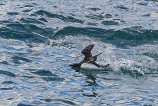 Thick-billed murre (Uria lomvia) or Brunnich's black guillemot talking out of the water