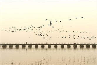 Flock of cormorants over the Ganges at sunrise