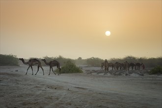 Dromedaries in the desert at sunrise