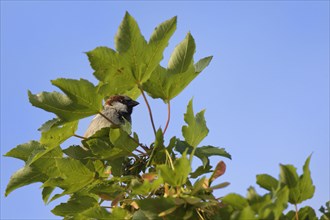 House sparrow (Passer domesticus) in maple tree (Acer pseudoplatanus)