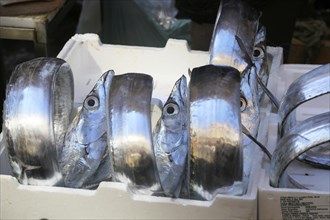 Catania Fish Market