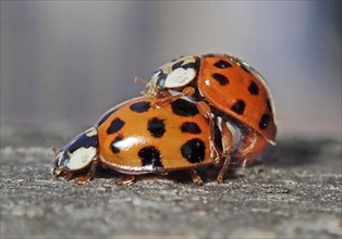 Asian lady beetle (Harmonia axyridis)