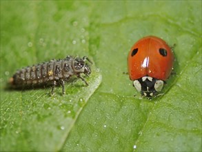 Two-spotted lady beetle (Adalia bipunctata)