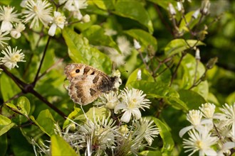 Hermit (Chazara briseis) butterfly