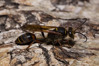 Mud (Sceliphron curvatum) dauber wasp