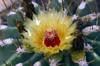 Cactus (Ferocactus pottsii)
