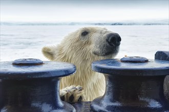 Polar bear (Ursus maritimus) trying to board the expedition ship