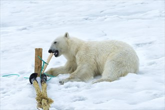 Polar bear (Ursus maritimus) inspecting and chewing the mast of the expedition ship