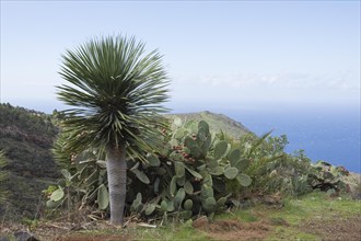 Canary Islands dragon tree (Dracaena draco) Las Tricias