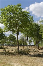 Apple trees (Malus)