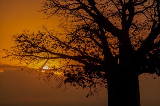 Silhouette of Baobab (Adansonia digitata) at sunset