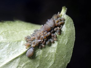 Elder aphids (Aphis sambuci)