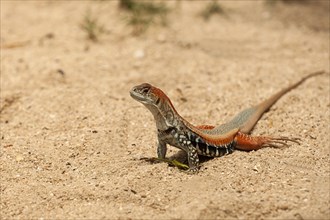 Common butterfly lizard (Leiolepis belliana)