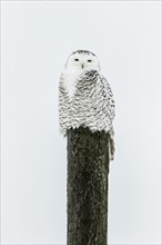 Snowy owl (Bubo scandiacus) on a pole