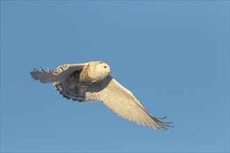 Snowy owl (Bubo scandiacus) in flight