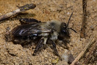 Grey-backed Mining-bee (Andrena vaga)
