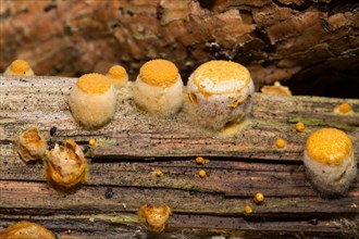 Bird's nest fungus (Crucibulum laeve)