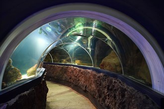 Fish tunnel in the Sylt Aquarium