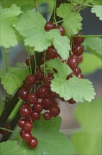 Fruits of the currant (Ribes rubrum)