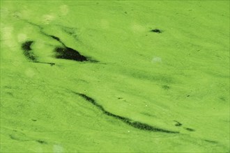 Carpet of algae on water surface