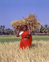 Woman holding a bunch of sheaves with rice on head and standing in a rice field