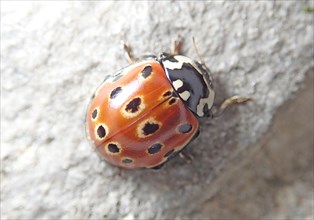 Eyed ladybug (Anatis ocellata)