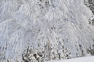 Snow-covered aspen