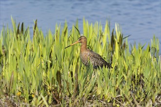 Black-tailed godwit (Limosa limosa) male