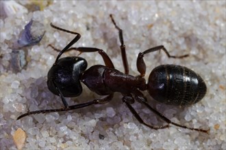 Red wood ant (Formica rufa)