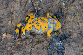 Yellow-bellied toad (Bombina variegata)