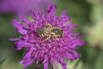 Sweat Bee (Halictus scabiosae) (Scabiosa) Scabiose