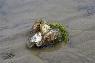 Wild Pacific oyster (Crassostrea gigas)