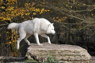Arctic wolf (Canis lupus arctos)