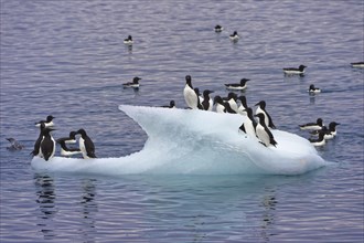 Thick-billed gulls (Uria lomvia) or Brunnich's guillemots on an iceberg