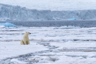 Female polar bear (Ursus maritimus) sitting on the pack ice