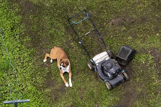 Dog lying next to lawnmower