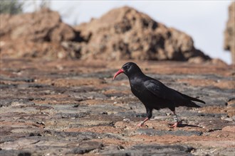 Red-billed Crow (Pyrrhocorax pyrrhocorax barbarus)