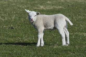 Texel sheep