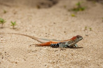 Common butterfly lizard (Leiolepis belliana)