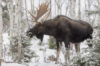 Dominant elk bull that feeds on balsam fir in late autumn