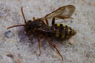 Lathbury's Nomad (Nomada lathburiana) Bee