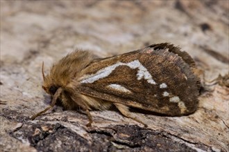 Common swift (Pharmacis lupulina) moth