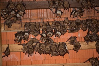 Greater mouse-eared bats (Myotis myotis)