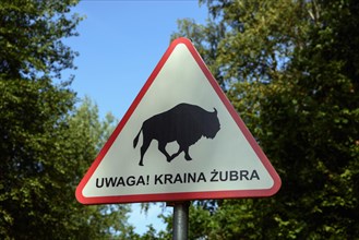 Attention bison