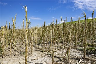 Maize (Zea mays) plants in a field with hail damage after a heavy storm