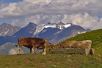Cows on the Fiescheralp