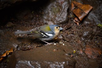 Madeira Chaffinch