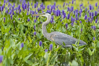 Great Blue Heron hunting for flowers and pike