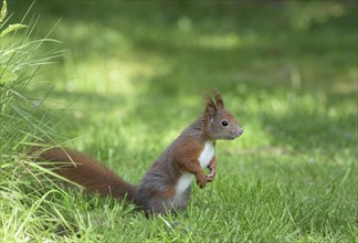 Eurasian red squirrel (Sciurus vulgaris) Squirrel Protection