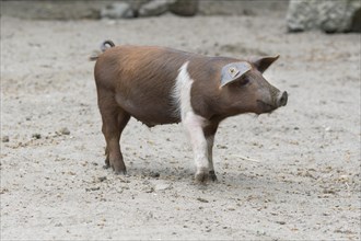 Arthur Husum Domestic Pig (Sus scrofa domesticus)